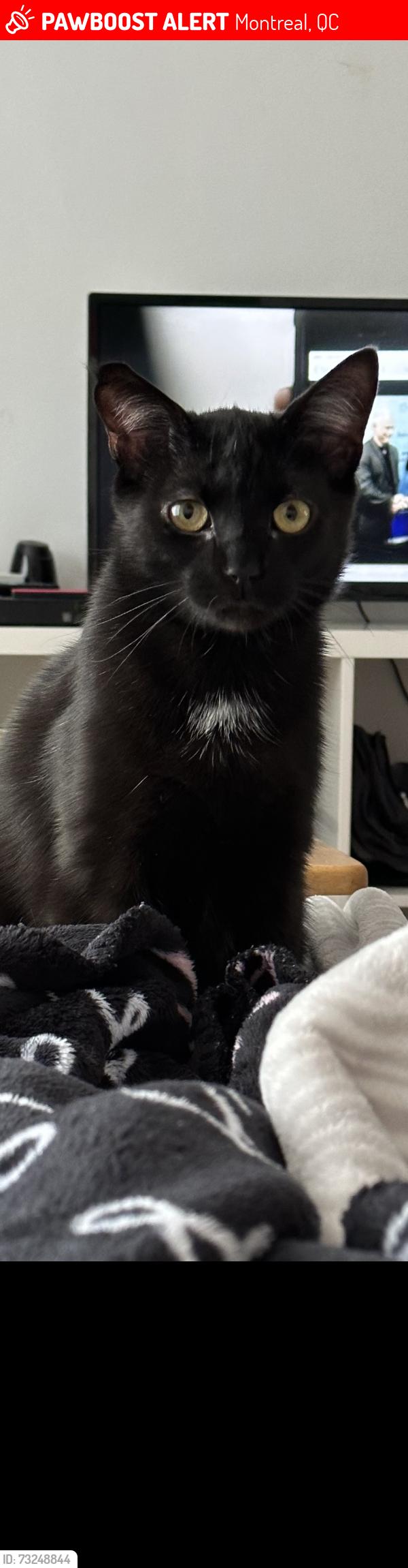 Lost Male Cat last seen Saint-Leonard, Montreal, QC 