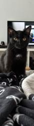 Lost Male Cat last seen Saint-Leonard, Montreal, QC 