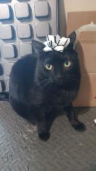 Lost Male Cat last seen Stagecoach and Western hills, Rio Rancho, NM 87124