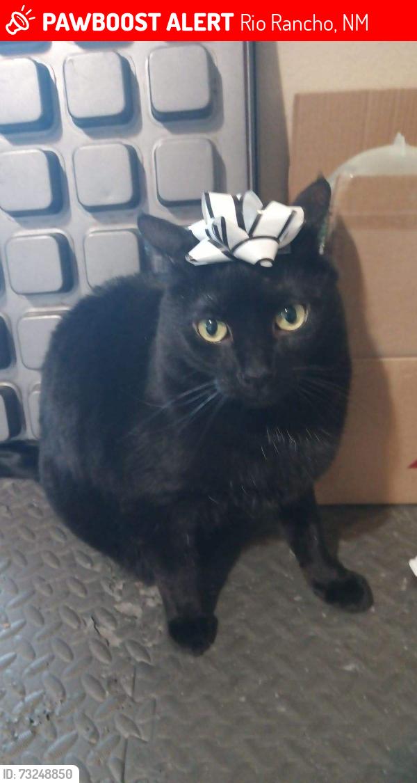 Lost Male Cat last seen Stagecoach and Western hills, Rio Rancho, NM 87124