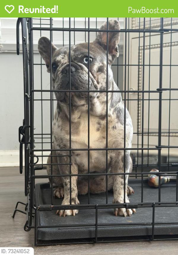 Reunited Female Dog last seen Near Easton Drive, Locust Grove, GA 30248