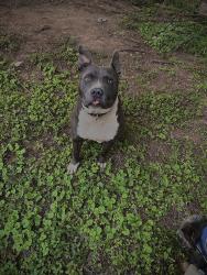 Lost Male Dog last seen Kelly Spring Road, Madison County, AL 35749