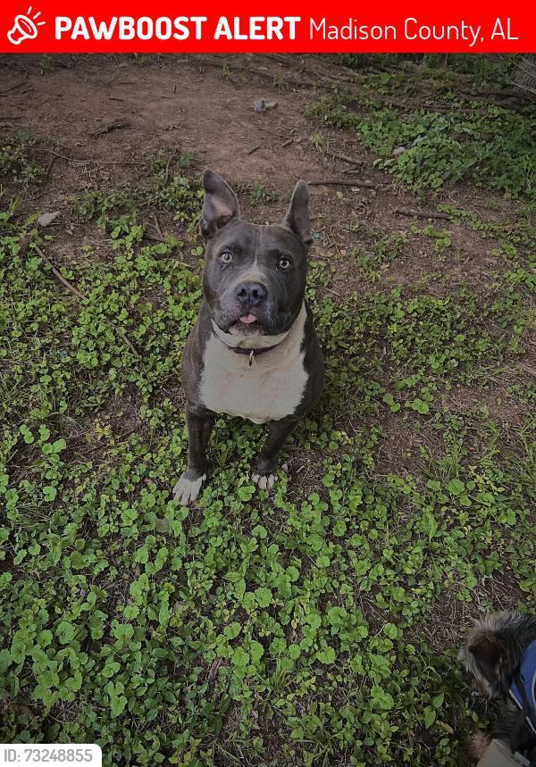 Lost Male Dog last seen Kelly Spring Road, Madison County, AL 35749