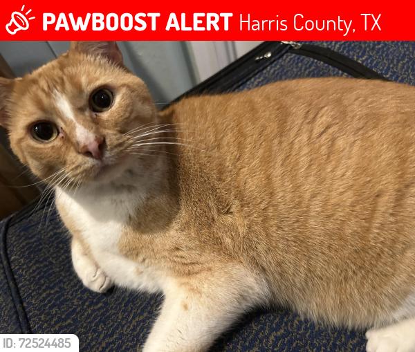 Lost Male Cat last seen Franz elementary, Harris County, TX 77449