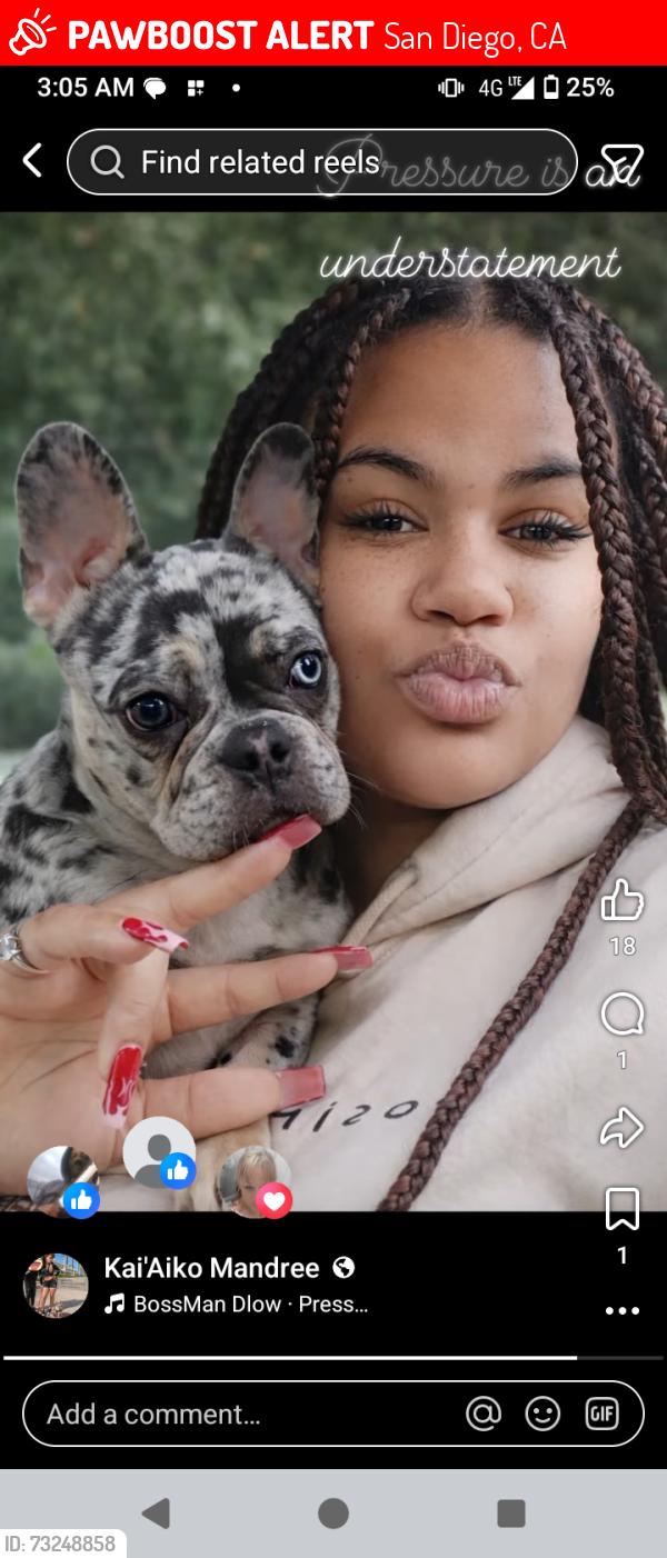 Lost Female Dog last seen Downtown, San Diego, CA 92110