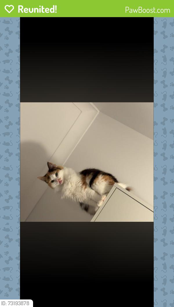 Reunited Female Cat last seen Murray road, Yallourn North, VIC 3825
