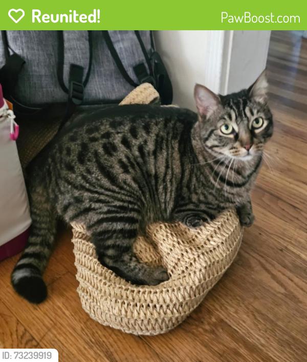 Reunited Female Cat last seen Hartland and Noble/Kester, Los Angeles, CA 91405