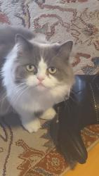 Lost Male Cat last seen Joe parker, Hall County, GA 30507