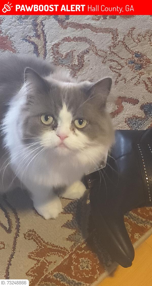 Lost Male Cat last seen Joe parker, Hall County, GA 30507