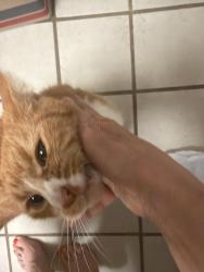 Reunited Female Cat last seen Sugar hill and Augusta, Houston, TX 77057