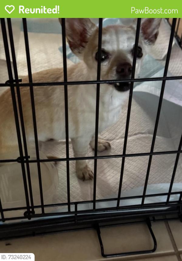 Reunited Female Dog last seen Choco Rd and yuccaloma rd, Apple Valley, CA 92395