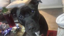 Lost Female Dog last seen Ormond Rd, Hampton Park, VIC 3976