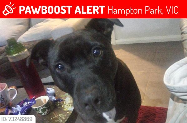Lost Female Dog last seen Ormond Rd, Hampton Park, VIC 3976