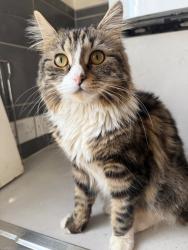 Lost Female Cat last seen Iver station, Iver, England 