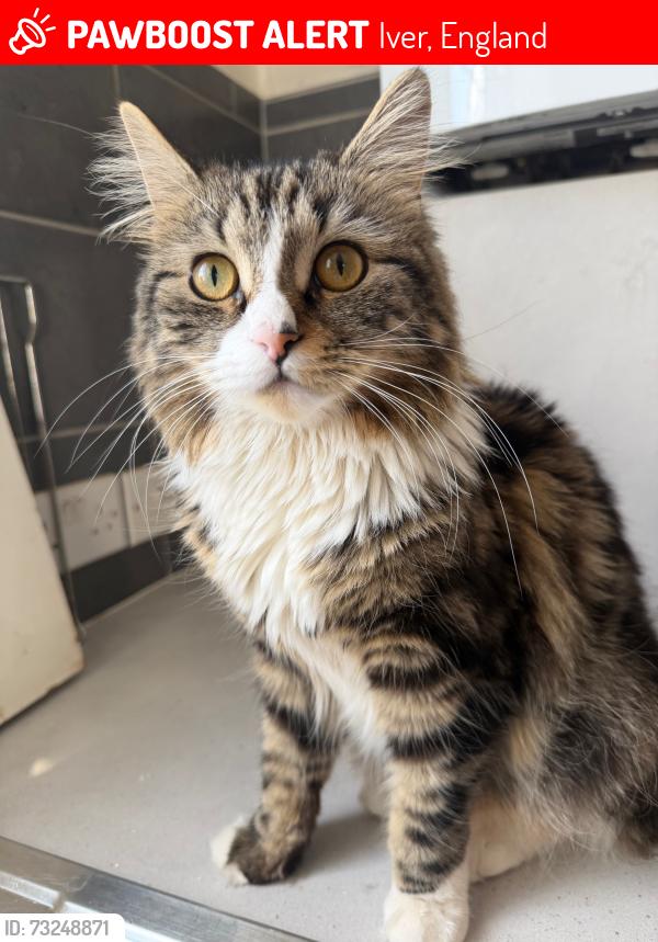 Lost Female Cat last seen Iver station, Iver, England 