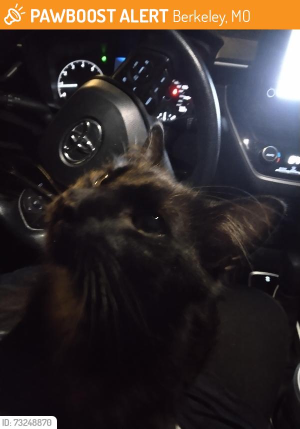 Found/Stray Unknown Cat last seen Hanley, Berkeley, MO 63134