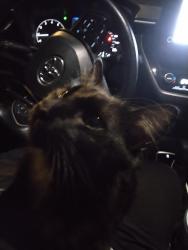 Found/Stray Unknown Cat last seen Hanley, Berkeley, MO 63134
