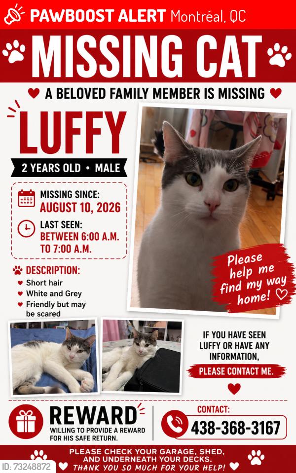 Lost Male Cat last seen Victoria Avenue, Montreal Quebec, Montréal, QC 