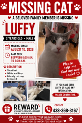 Lost Male Cat last seen Victoria Avenue, Montreal Quebec, Montréal, QC 