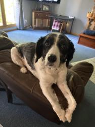 Lost Male Dog last seen Peachtree, Uniontown, OH 44685