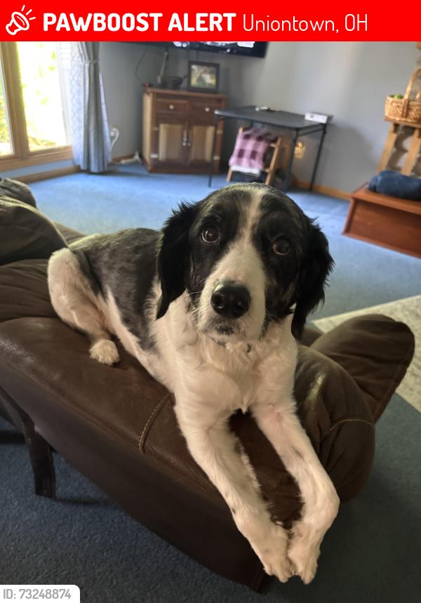 Lost Male Dog last seen Peachtree, Uniontown, OH 44685