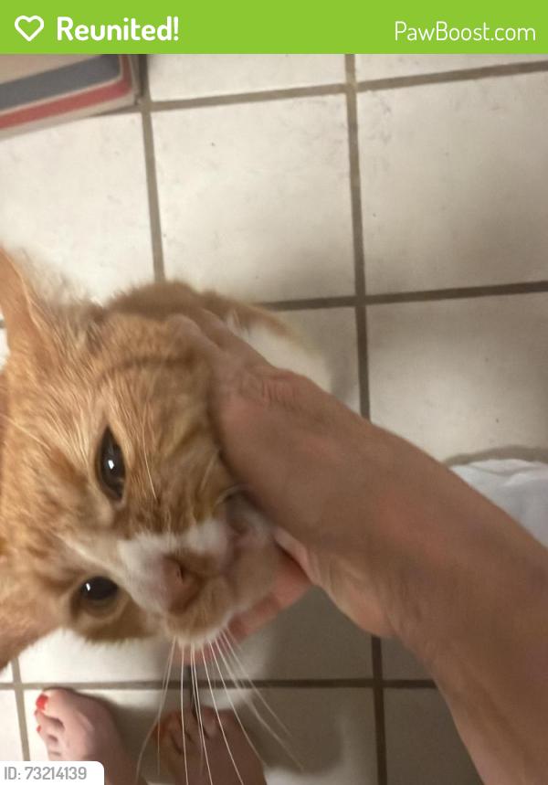 Reunited Female Cat last seen Sugar hill and Augusta, Houston, TX 77057