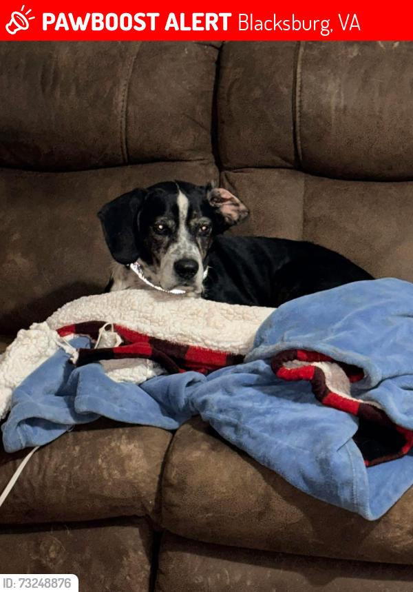 Lost Male Dog last seen Mount zion, Blacksburg, VA 24060