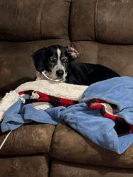 Lost Male Dog last seen Mount zion, Blacksburg, VA 24060