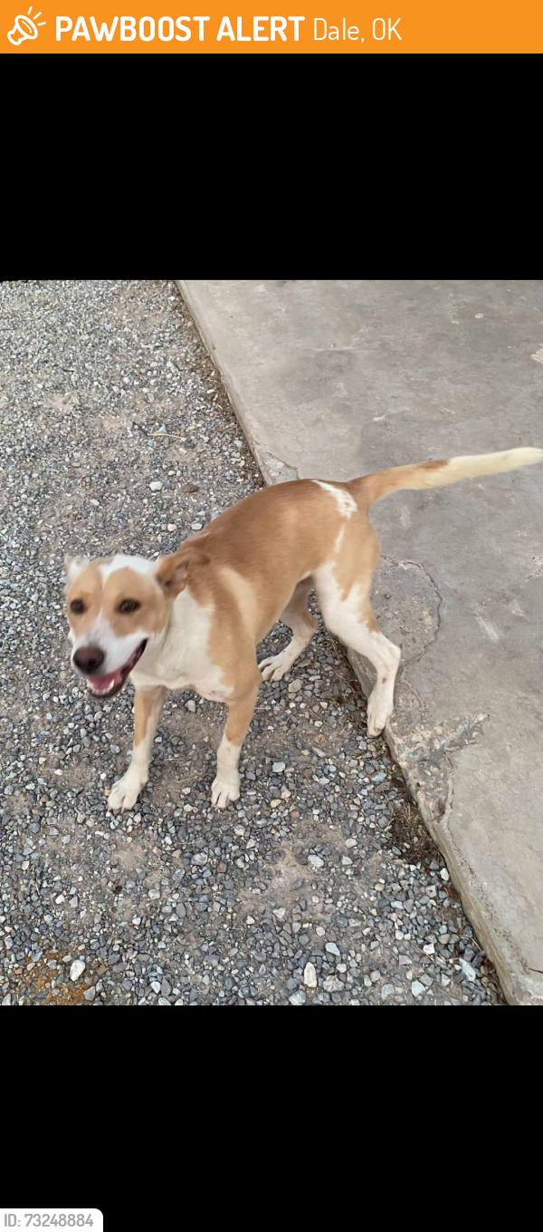 Found/Stray Female Dog last seen Garrets Lake Rd., Dale, OK 74851