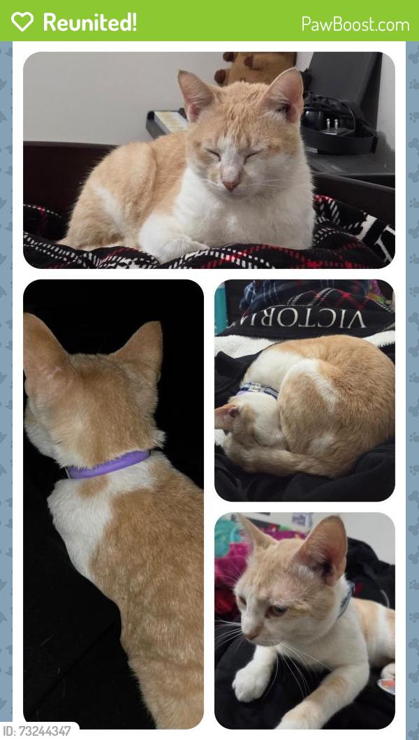 Reunited Male Cat last seen Innes Park Pl, Texas 77494, Katy, TX 77494
