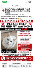 Lost Male Cat last seen Rm8 3aa, Greater London, England RM8 3AA