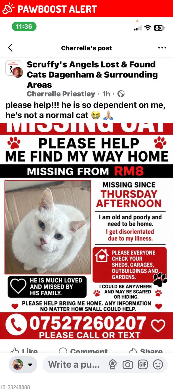 Lost Male Cat last seen Rm8 3aa, Greater London, England RM8 3AA