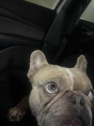 Reunited Male Dog last seen Near a busy road, Nashville, TN 37076