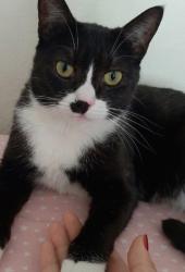Found/Stray Female Cat last seen Near Mills Ave, Montclair, Montclair, CA 91763