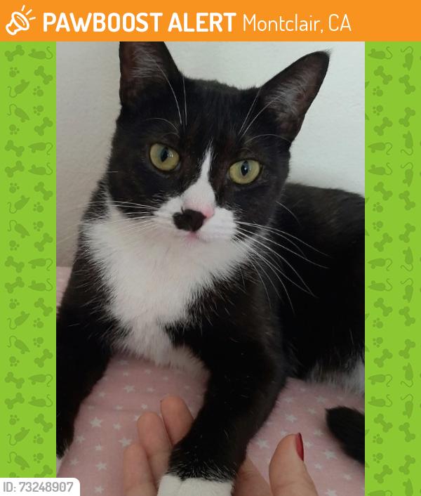 Found/Stray Female Cat last seen Near Mills Ave, Montclair, Montclair, CA 91763
