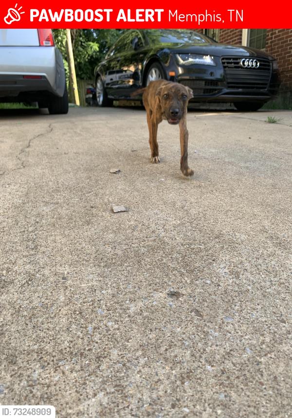 Lost Male Dog last seen Near los Angles and Pershing Ave in Memphis tn, Memphis, TN 38112
