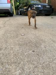Lost Male Dog last seen Near los Angles and Pershing Ave in Memphis tn, Memphis, TN 38112