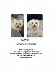 Reunited Female Dog last seen Kings Point/ Brittany lane, Brittany Court Delray Beach Fl, Kings Point, FL 33446