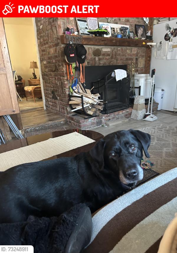 Lost Male Dog last seen S. Branch Rd., Hillsborough Township, NJ 08844