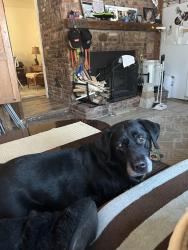 Lost Male Dog last seen S. Branch Rd., Hillsborough Township, NJ 08844