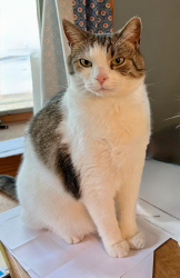 Lost Male Cat last seen Lodges lane, Bala Cynwyd, PA 19004