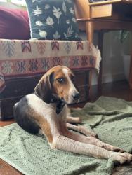Found/Stray Male Dog last seen Grapeful Sisters Vineyard, Tabor City, NC 28463