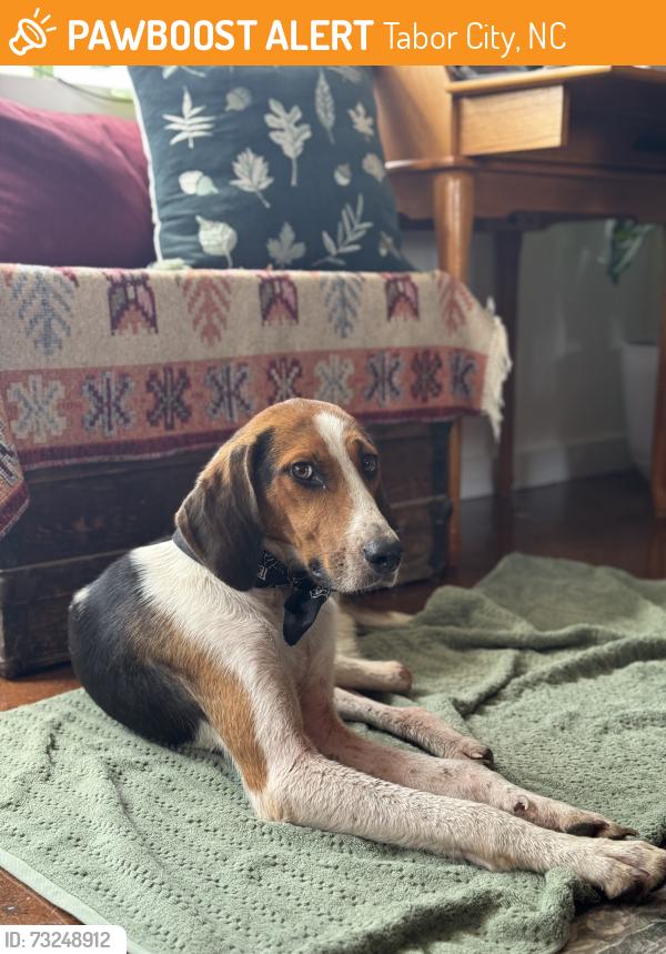 Found/Stray Male Dog last seen Grapeful Sisters Vineyard, Tabor City, NC 28463