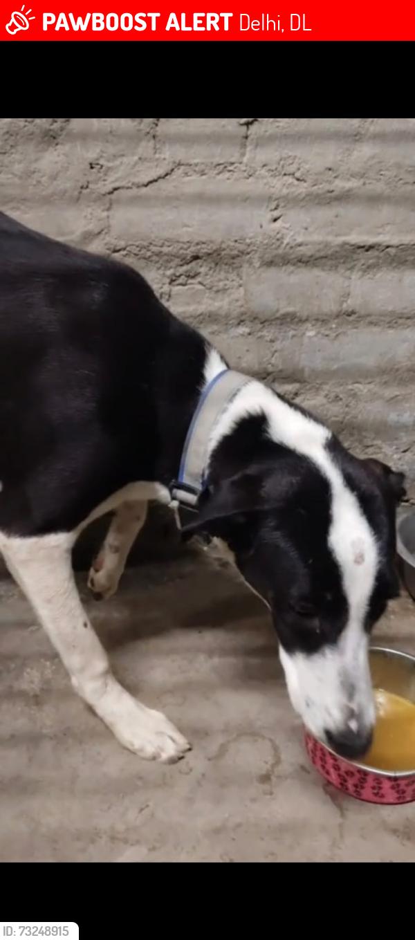 Lost Female Dog last seen babosa mandir sector 24 rohini, Delhi, DL 110085