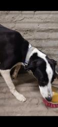 Lost Female Dog last seen babosa mandir sector 24 rohini, Delhi, DL 110085
