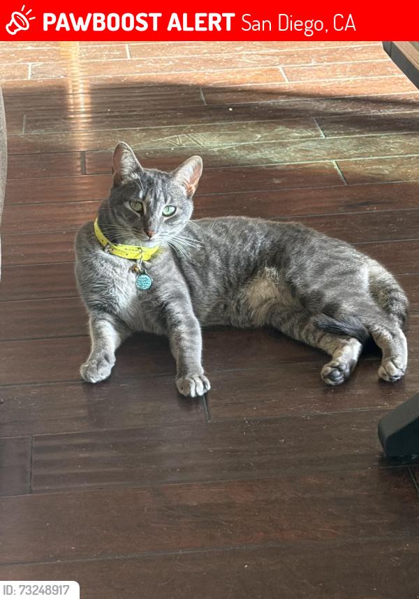 Lost Female Cat last seen W walnut and lark st, San Diego, CA 92103