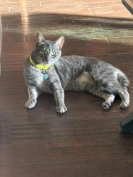Lost Female Cat last seen W walnut and lark st, San Diego, CA 92103