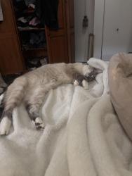 Found/Stray Female Cat last seen Near boul Pierrefonds, Montréal, QC 