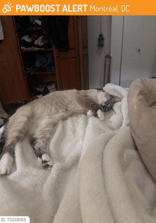 Found/Stray Female Cat last seen Near boul Pierrefonds, Montréal, QC 