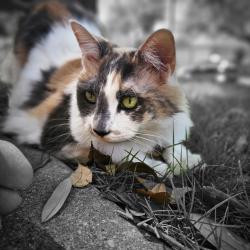Lost Female Cat last seen Buffalo Bend Pl, Gila Bend, Fort Worth, TX 76137